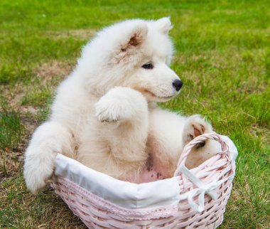Yeşil çim üzerinde sepetkomik Samoyed köpek yavrusu