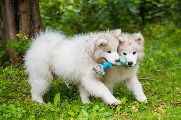 Δύο αστεία χνουδωτά λευκά κουτάβια σκυλάκια παίζουν στο πράσινο γρασίδι — Φωτογραφία Αρχείου
