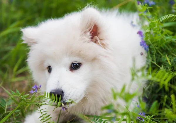 Divertido perro cachorro Samoyed en la hierba verde con flores —  Fotos de Stock