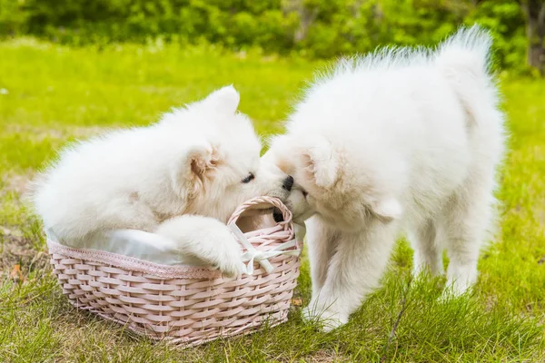 Två roliga Samoyed valpar hundar i korgen på det gröna gräset — Stockfoto