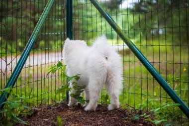 Sevimli beyaz samoyed köpek yavrusu bahçesinde yürüyor