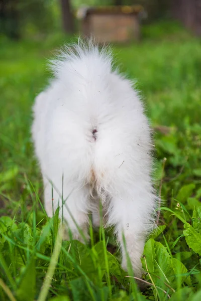 Fehér Szamojéd kiskutya kutya hát kilátás-val farok és kutya csikk — Stock Fotó