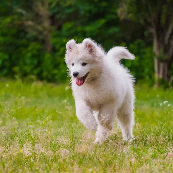 사랑스러운 사모예드 강아지가 달리고 점프합니다. — 스톡 사진