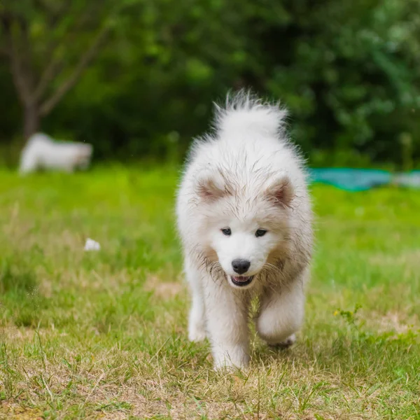 Adorable blanco samoyed cachorro perro está corriendo —  Fotos de Stock