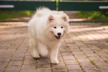 Sevimli beyaz samoyed köpek yavrusu bahçesinde yürüyor