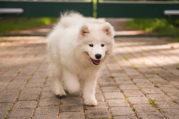 Чарівний білий самогонний щенячий собака ходить у дворі — стокове фото