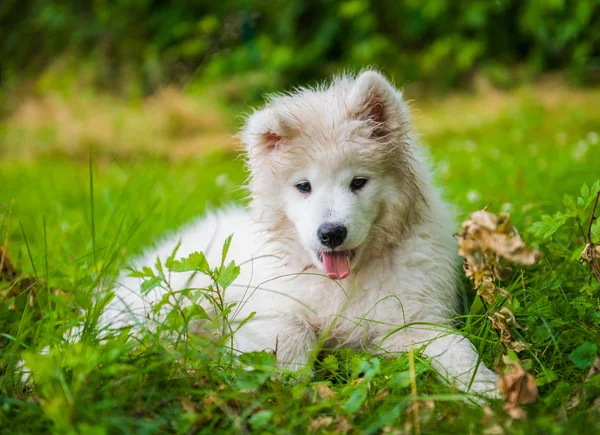 Cão de cachorro Samoyed engraçado no jardim na grama — Fotografia de Stock