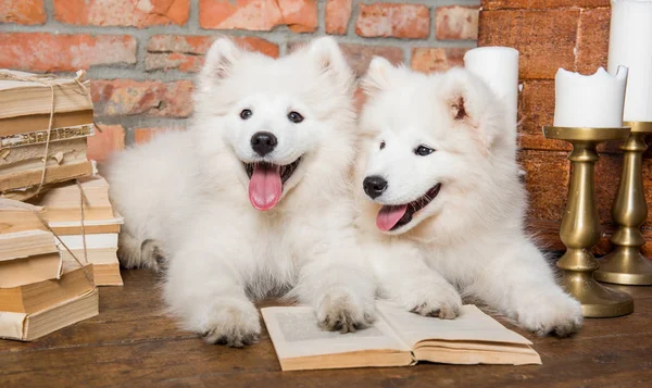 Two White fluffy Samoyed puppies dogs with book