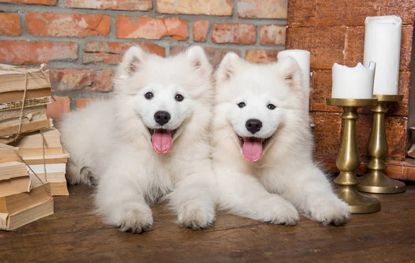 Dois cachorros brancos fofos Samoyed cachorros com livro — Fotografia de Stock