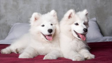 Yatak odası arka planda kırmızı yatakta iki samoyed köpek yavrusu
