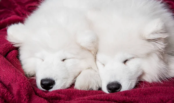 İki samoyed köpek yavru yatak odası arka planda kırmızı yatakta uyuyor — Stok fotoğraf