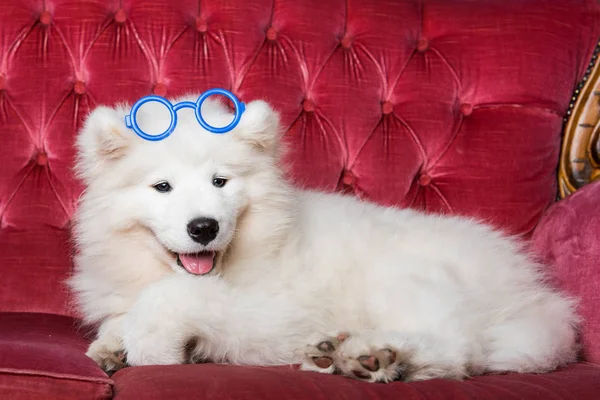 メガネをかけた面白い白いサモイド犬の子犬 — ストック写真