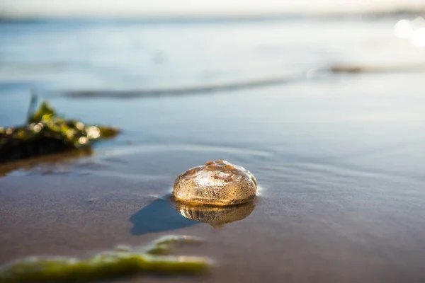 Single Moon Jellyfish lying on the Baltic Sea beach during the sunset — Stock Photo, Image