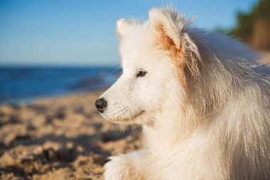 Beyaz köpek Samoyed Baltık Denizi kıyısında yürüyor