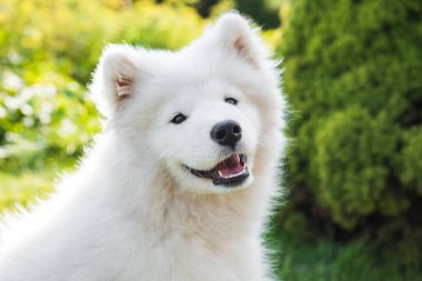 Beyaz Samoyed köpek yavrusu yeşil çim bahçede ağız gülümsüyor