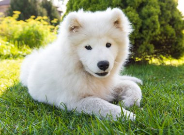 Beyaz Samoyed köpek yavrusu yeşil çim bahçede ağız gülümsüyor
