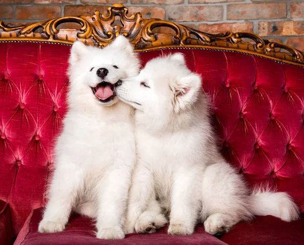Cães Samoyed estão se beijando no sofá de luxo vermelho — Fotografia de Stock