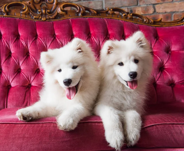 Samoti psi na červeném luxusním gauči — Stock fotografie