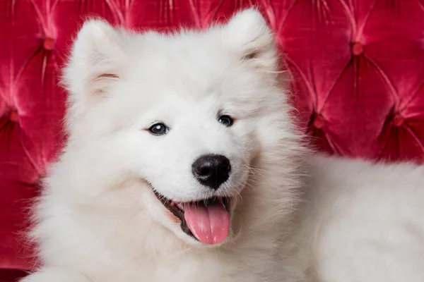 Samoyedo cachorro de perro en el sofá de lujo rojo —  Fotos de Stock