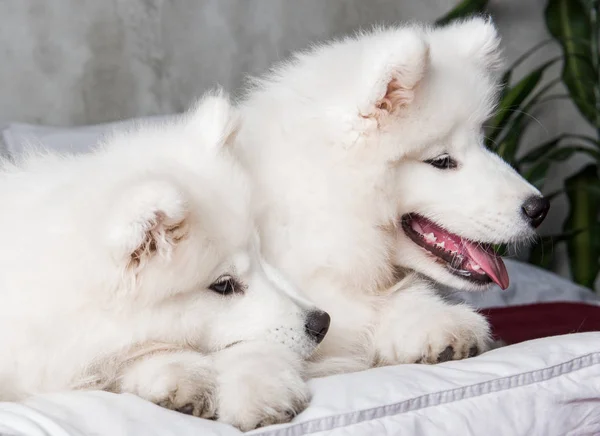Twee Samojeed honden puppies in bed op witte kussens — Stockfoto