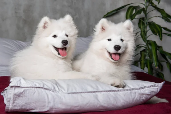 Zwei samtene Hundewelpen im Bett auf weißen Kissen — Stockfoto