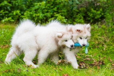 İki Komik kabarık beyaz Samoyed yavru köpekler yeşil çim üzerinde oynuyor