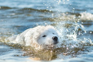 Beyaz köpek Samoyed Baltık Denizi'nde suda yüzer