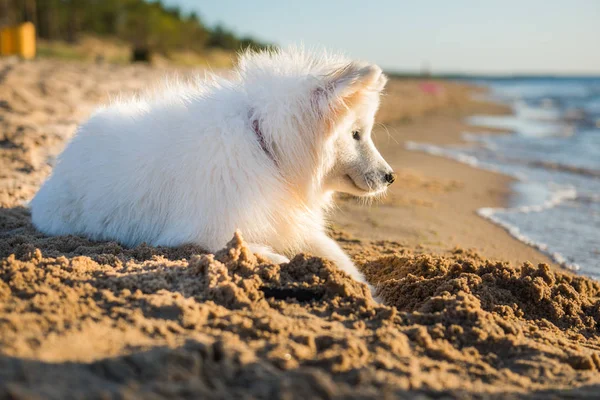 Vit hund Samoyed promenader på stranden av Östersjön — Stockfoto