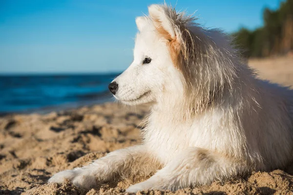 Perro blanco Samoyedo pasea por la orilla del Mar Báltico Imágenes De Stock Sin Royalties Gratis