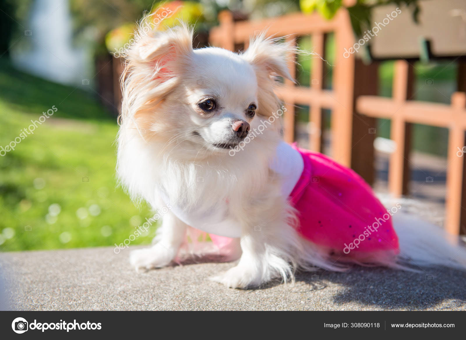 Pequeño perro Chihuahua divertido pelo largo disfrutar pasear
