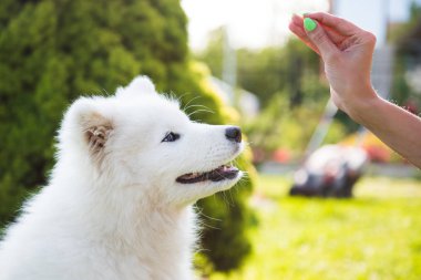 Mutlu Samoyed köpek sahibine bakıyor