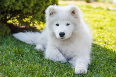 Beyaz Samoyed köpek yavrusu yeşil çim bahçede ağız gülümsüyor