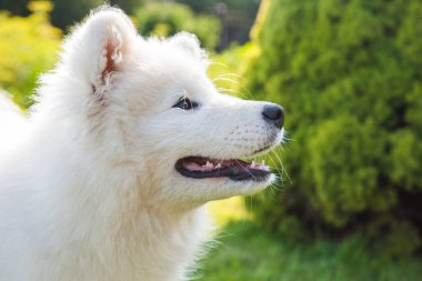 Mutlu Samoyed köpek sahibine bakıyor