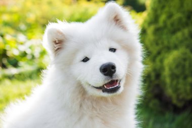 Beyaz Samoyed köpek yavrusu yeşil çim bahçede ağız gülümsüyor