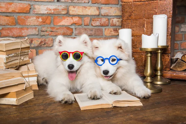 Two White fluffy Samoyed puppies dogs with book