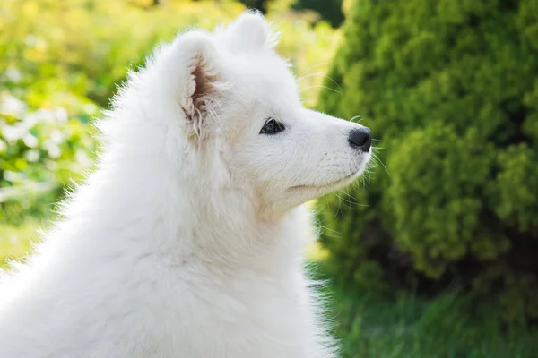 Happy Samoyed dog looking up at its owner — Stock Photo, Image