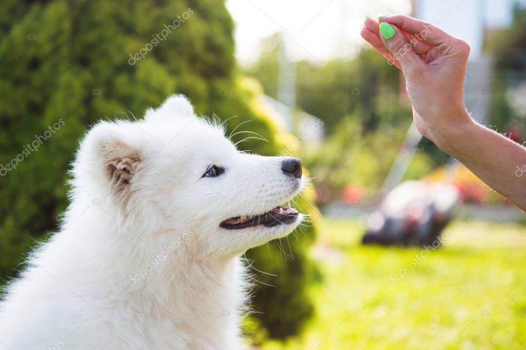 Happy Samoyed dog looking up at its owner