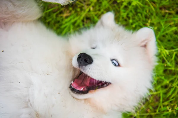 Samoyed szczeniak pies w ogrodzie na zielonej trawie — Zdjęcie stockowe
