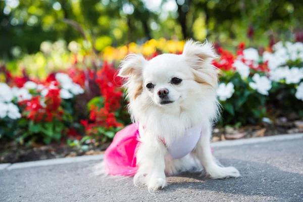 Funny Small longhair Chihuahua dog in clothes
