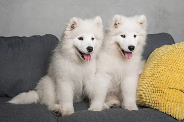 Dois cachorros de cães samoyed estão sentados no sofá cinza — Fotografia de Stock