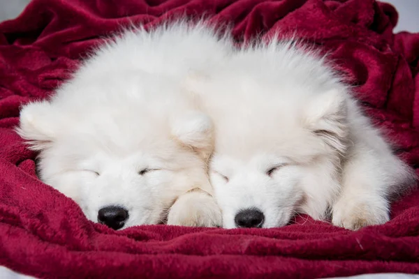 Zwei samtene Hundewelpen schlafen im roten Bett auf dem Schlafzimmerhintergrund — Stockfoto