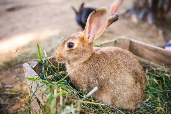 大きなウサギは干し草で木箱に立っている. — ストック写真