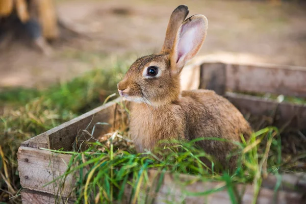 Big rabbit is standing in the wooden box with hay.