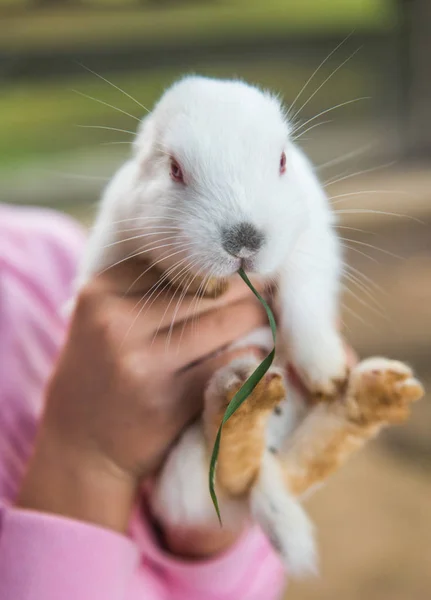 Kleines weißes Kaninchen sitzt in den Armen des Babys — Stockfoto