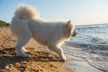 Beyaz köpek Samoyed Baltık Denizi kıyısında havlıyor