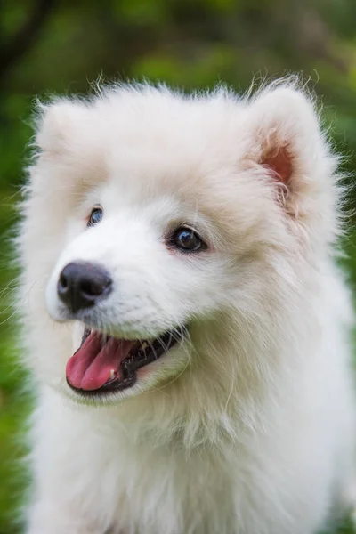 Blanco Samoyed cachorro perro sonríe hocico en el jardín en la hierba verde —  Fotos de Stock