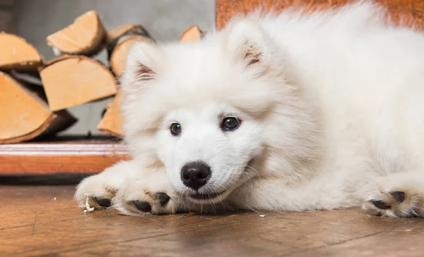 Funny Samoyed dog puppy with firewood on wooden floor and fireplace.