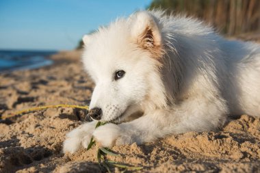 Beyaz köpek Samoyed kum üzerinde Deniz yakınlarında yatıyor
