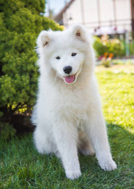 Beyaz Samoyed köpek yavrusu yeşil çim üzerinde oturuyor