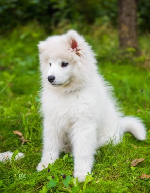 Beyaz Samoyed köpek yavrusu yeşil çim üzerinde oturuyor
